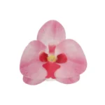 FunCakes Spiselig blomst i wafer - Orkide - pk/10 rosa
